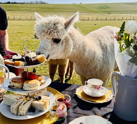 Alpaca stealing cake from afternoon tea picnic bench