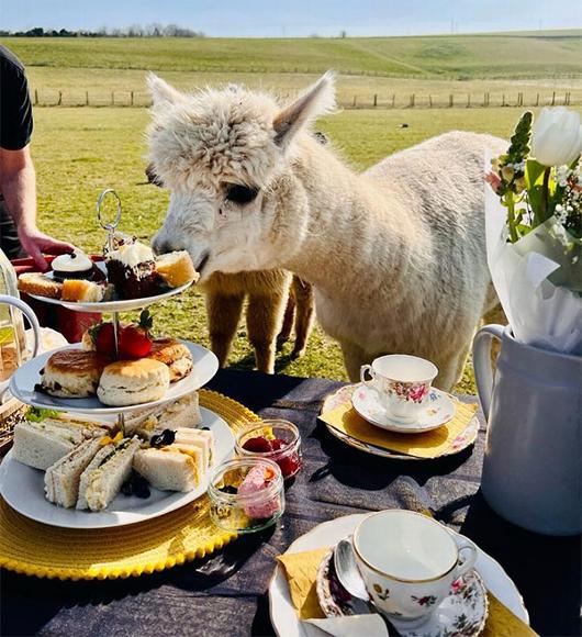 Alpaca stealing cake from afternoon tea on farm in Didot