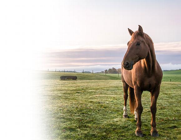 brown horse in field