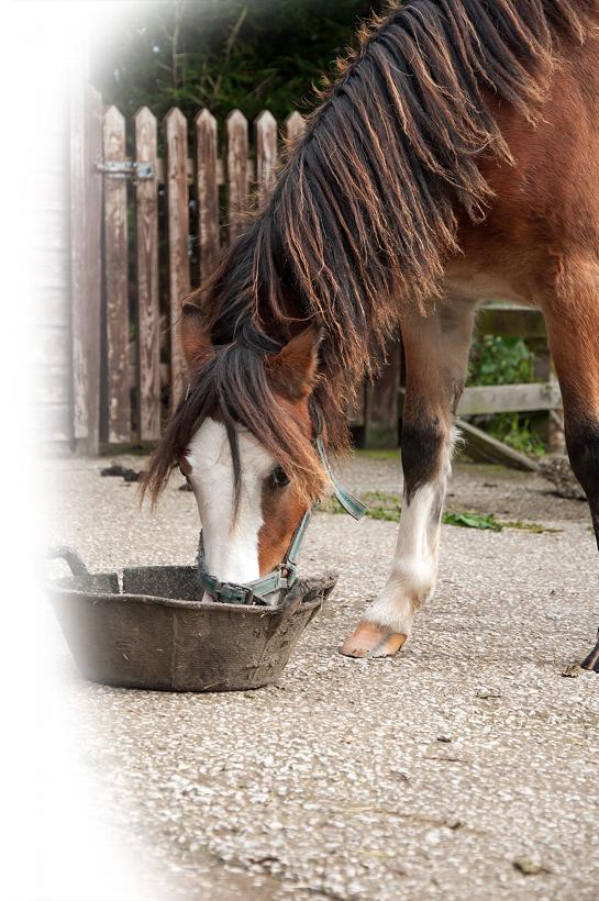 Horse eating from large bucket in Livery Yard